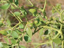 Image result for Tridentea marientalensis