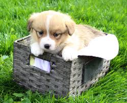 February 2021 beautiful pembroke welsh corgi puppies! Meet Max Akc Male Corgi Puppy Dm Free Harlan Indiana Find Cute Pembroke Welsh Corgi Puppies Dogs And Breeders At Corgi Pembroke Welsh Corgi Corgi Puppy