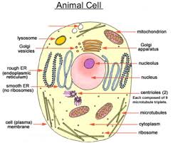 Plant animal cells coloring activity worksheet 6th 7th 8th high school. Revision Notes For Science Chapter 8 Cell Structure And Functions Class 8th Askiitians