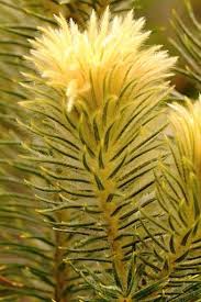 Image result for Phylica emirnensis