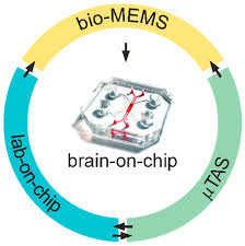 1 utama doesn't plan on just stopping here, though! Micromachines Free Full Text Electrophysiology Read Out Tools For Brain On Chip Biotechnology Html