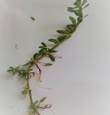Image result for Bacopa monnieri