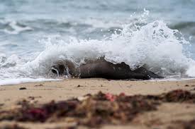 Image result for Deep Sea 2011 HS