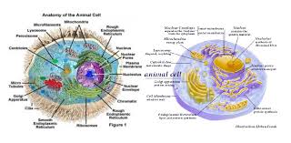 Fungsi struktur sel hewan dan sel tumbuhan. Organela Sel Hewan Dan Tumbuhan Kimia Unik