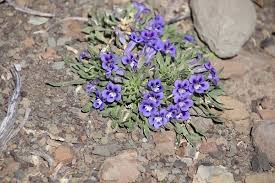 Image result for Aptosimum procumbens