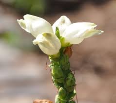 Image result for Blotiella glabra