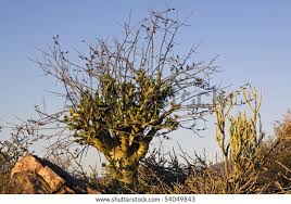 Image result for Acacia afra