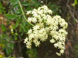Maybe you would like to learn more about one of these? Elderberry Facts Health Benefits And Nutritional Value