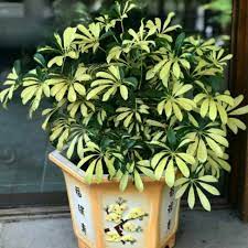 Tanaman hias daun adalah tanaman hias dengan daun indah serta unik di nilai dari segi bentuk, corak, tekstur, warna daun dan beberapa alasan lain hingga membuat tanaman itu sangat indah dari segi estetika maupun fungsional. Walisongo Daun Mengkilat Schefflera Heptapleurum Yel Tanaman Hias Di Dalam Ruangan Mudah Perawatan Shopee Indonesia