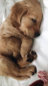 Check spelling or type a new query. Craigslist Pets Golden Retriever Off 70 Www Usushimd Com