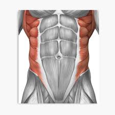 We did not find results for: Male Muscle Anatomy Of The Abdominal Wall Poster By Stocktrekimages Redbubble