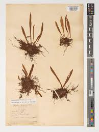 Image result for Loxogramme