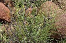 Image result for Pegolettia retrofracta