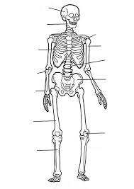 School's out for summer, so keep kids of all ages busy with summer coloring sheets. Label Of Human Skeleton In Human Anatomy Coloring Pages Bulk Color