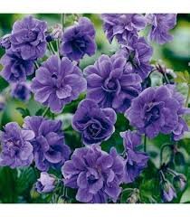 Image result for Geranium bohemicum Orhcid Blue