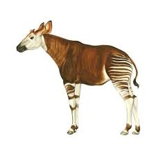 Art Print Okapi Okapi Johnstoni Mammals By Encyclopaedia Britannica 12x12in Animal Illustration Art Okapi Mammals