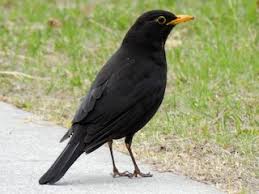 Also, an old world thrush (turdus merula). Chinese Blackbird Turdus Mandarinus Birds Of The World