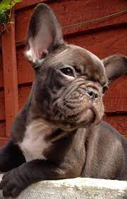 Blue And Chocolate French Bulldogs Uk Bulldog Puppies Chocolate French Bulldog Bulldog