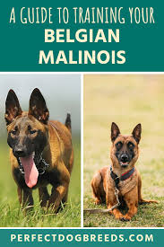 Belgian Malinois Training Malinois Training Belgian Malinois Dog Belgian Malinois Training