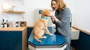 But she is also tough as nails! Garden City Animal Hospital Vet Clinic Bond Vet