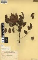 Image result for Dalbergia boehmii