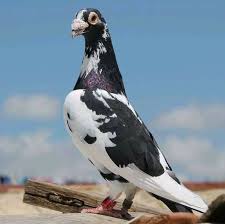 Pin By Mustafa Kara On Pigeons Pigeon Breeds Pigeon Pictures Pigeon