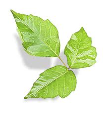 How to prevent a rash. Your Guide To Poison Ivy Oak And Sumac Gohealth Urgent Care