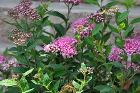 Image result for Spiraea bumalda