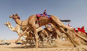 The abu dhabi grand prix takes place on sunday november 26, 2017 at yas marina circuit, abu dhabi. In Pictures Meet The Droids Who Race Camels Middle East Eye
