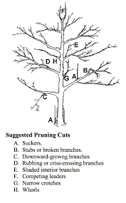 The central leader system always has a central leader with either permanent or temporary branches. Pear How To Train Prune My Asian Pears