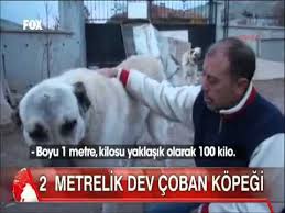 Turkiye Nin 2 Metrelik En Buyuk Kangal Kopegi Pasa Youtube