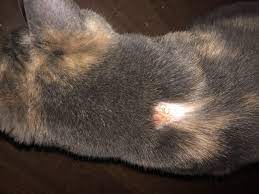 My cat is 2 years old and she got into a nasty fight a year ago with another cat. Cat Has A Large Bald Spot On Her Back Any Idea What It Might Be Cats