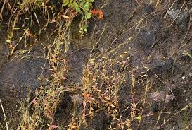 Image result for Trichopteryx