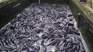 Start A Backyard Catfish Farm For Recreation Or Business - Agricfarming