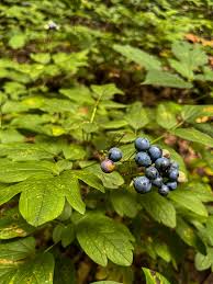 Image result for Blue Cohosh