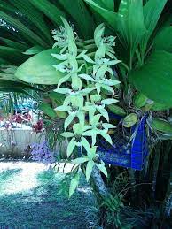 Orquidea Verde Plants