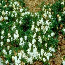 Image result for Polycarpaea prostratum