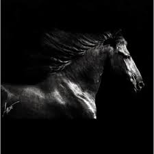 Black And White Horse Photography Larissaallen S Deviantart Gallery Horse Wallpaper Horses White Horses