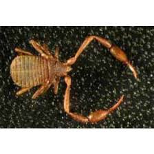 Image result for Scepocarpus