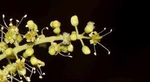 Image result for Opilia amentacea