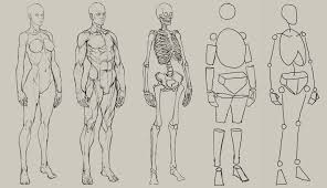 Cassell hundreds of drawings illustrate both the underlying structure and the exterior of the face, torso, arms, legs a brief book that describes the basic classical greek proportions of the human body for use as a reference. Human Figure Drawing Easy Human Anatomy Drawing Novocom Top