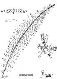Image result for Nephrolepis
