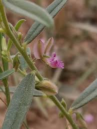 Image result for Polygala erioptera