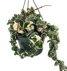 Asclepiadoideae hindu rope, krinkle kurls origin: Variegated Hindu Rope 6 Hanging Basket Hoya Exotic Walmart Com Walmart Com