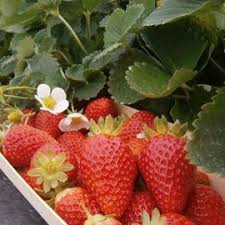 Epingle Sur Idees Pour Le Jardin