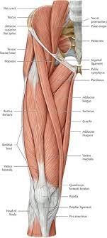 A simple description of comparative anatomy of limbs vastly eases the understanding of their structure and function. Functional Anatomy Of The Lower Limb Anatomy An Essential Textbook 1st Ed Anatomy Human Body Anatomy Human Anatomy And Physiology