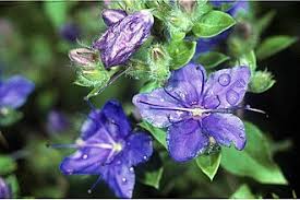 Image result for Hydrolea brevistyla