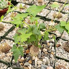 Image result for Momordica boivinii