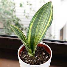 Image result for Sansevieria