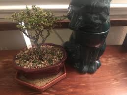'seiju' is a dwarf cultivar that is primarily used for rock gardens and bonsai. Ulmus Parvifolia Hokkaido Bonsai Nut